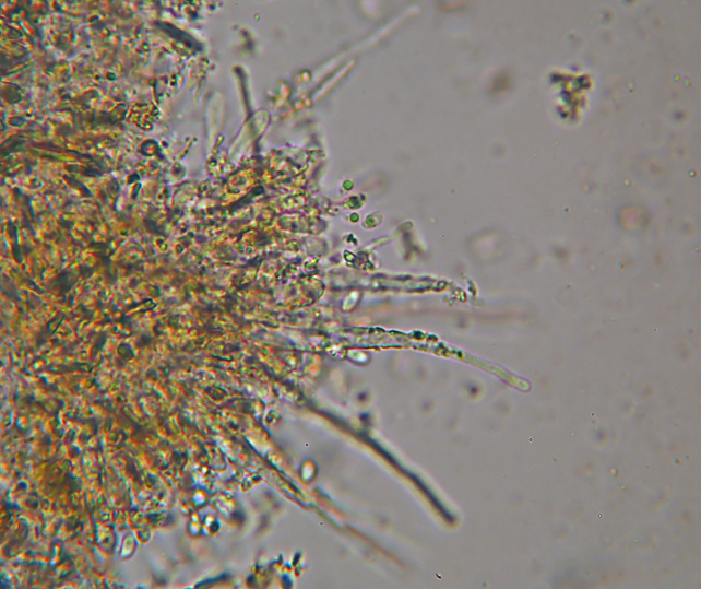 Phlebia subochracea